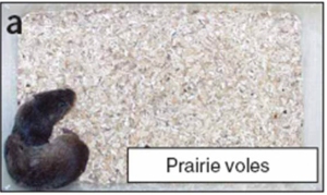 An image of a mated pair of prairie voles